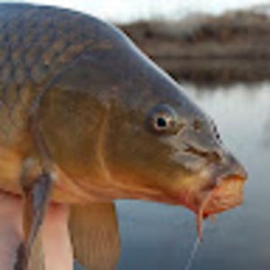 Meet your Posher, Connor